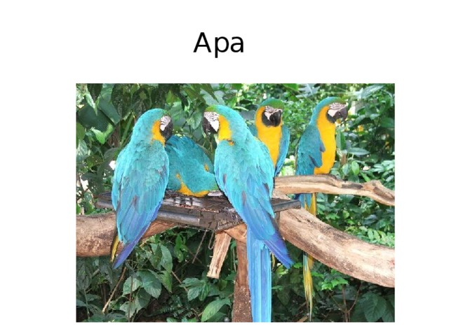Ара 