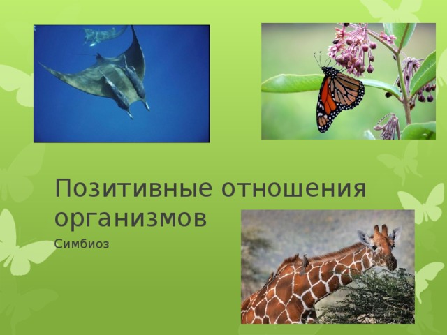 Позитивные отношения организмов Симбиоз 