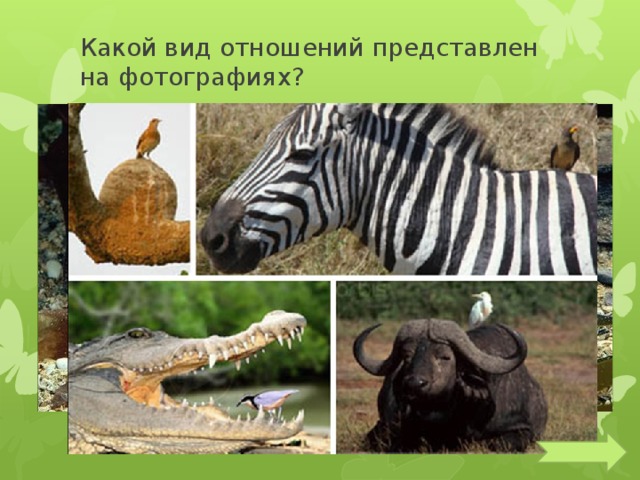 Какой вид отношений представлен на фотографиях? 