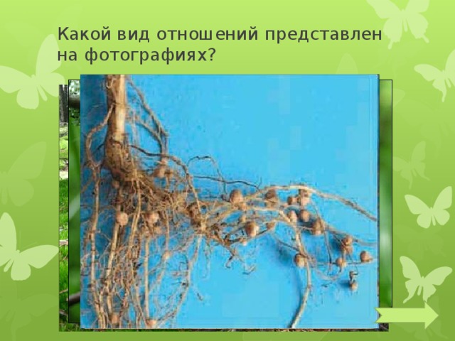 Какой вид отношений представлен на фотографиях? 