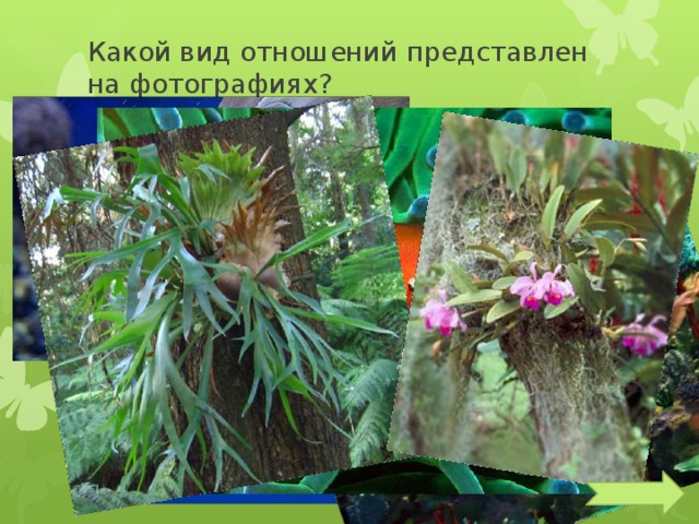 Какой вид отношений представлен на фотографиях? 