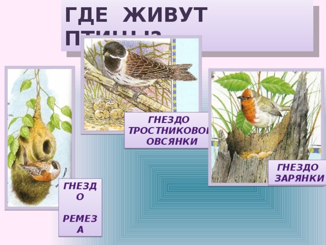 ГДЕ ЖИВУТ ПТИЦЫ? ГНЕЗДО ТРОСТНИКОВОЙ  ОВСЯНКИ ГНЕЗДО  ЗАРЯНКИ ГНЕЗДО  РЕМЕЗА 