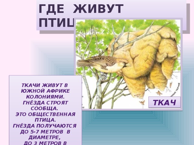 ГДЕ ЖИВУТ ПТИЦЫ?  ТКАЧИ ЖИВУТ В ЮЖНОЙ АФРИКЕ КОЛОНИЯМИ. ГНЁЗДА СТРОЯТ СООБЩА. ЭТО ОБЩЕСТВЕННАЯ ПТИЦА. ГНЁЗДА ПОЛУЧАЮТСЯ ДО 5-7 МЕТРОВ В ДИАМЕТРЕ, ДО 3 МЕТРОВ В ВЫСОТУ. ГНЁЗДА СТРОЯТ ИЗ ТРАВЫ НА ВЕТВЯХ ДЕРЕВЬЕВ.  ТКАЧ 