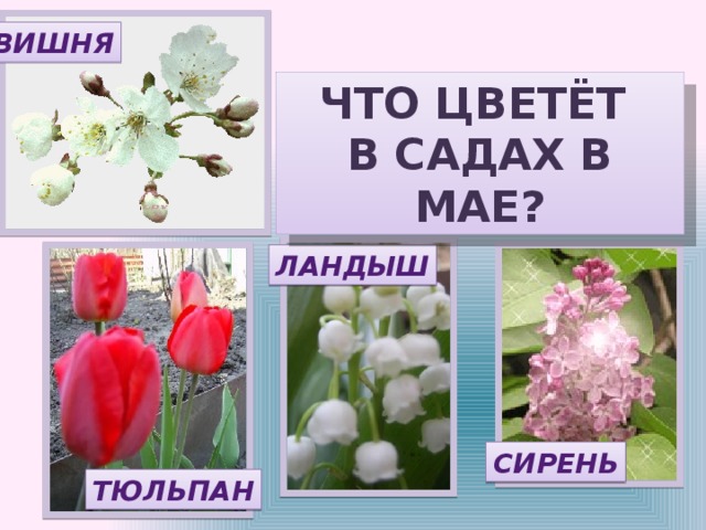 ВИШНЯ ЧТО ЦВЕТЁТ В САДАХ В МАЕ? ЛАНДЫШ СИРЕНЬ ТЮЛЬПАН 