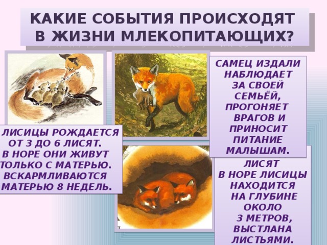КАКИЕ СОБЫТИЯ ПРОИСХОДЯТ В ЖИЗНИ МЛЕКОПИТАЮЩИХ? САМЕЦ ИЗДАЛИ  НАБЛЮДАЕТ ЗА СВОЕЙ СЕМЬЁЙ, ПРОГОНЯЕТ  ВРАГОВ И ПРИНОСИТ ПИТАНИЕ МАЛЫШАМ. У ЛИСИЦЫ РОЖДАЕТСЯ  ОТ 3 ДО 6 ЛИСЯТ. В НОРЕ ОНИ ЖИВУТ  ТОЛЬКО С МАТЕРЬЮ. ВСКАРМЛИВАЮТСЯ  МАТЕРЬЮ 8 НЕДЕЛЬ. КОМНАТА ДЛЯ ЛИСЯТ В НОРЕ ЛИСИЦЫ НАХОДИТСЯ  НА ГЛУБИНЕ ОКОЛО  3 МЕТРОВ, ВЫСТЛАНА ЛИСТЬЯМИ. 