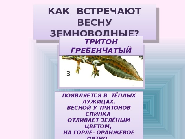 КАК ВСТРЕЧАЮТ ВЕСНУ ЗЕМНОВОДНЫЕ? ТРИТОН ГРЕБЕНЧАТЫЙ ПОЯВЛЯЕТСЯ В ТЁПЛЫХ ЛУЖИЦАХ. ВЕСНОЙ У ТРИТОНОВ СПИНКА ОТЛИВАЕТ ЗЕЛЁНЫМ ЦВЕТОМ, НА ГОРЛЕ- ОРАНЖЕВОЕ ПЯТНО. ТРИТОНЫ МОГУТ ВОССТАНАВЛИВАТЬ  УТРАЧЕННЫЕ ЛАПУ, ХВОСТ, ГЛАЗ. 