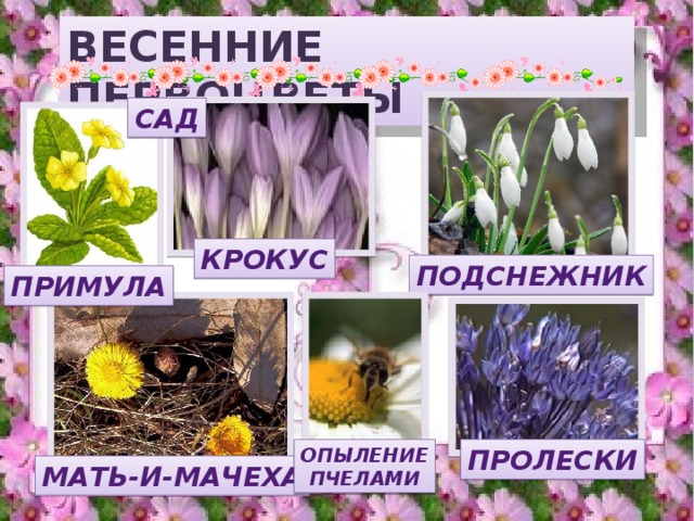 ВЕСЕННИЕ ПЕРВОЦВЕТЫ САД КРОКУС ПОДСНЕЖНИК ПРИМУЛА ОПЫЛЕНИЕ ПРОЛЕСКИ ПЧЕЛАМИ МАТЬ-И-МАЧЕХА 