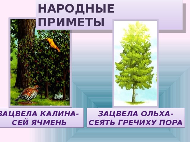 НАРОДНЫЕ ПРИМЕТЫ ЗАЦВЕЛА КАЛИНА- ЗАЦВЕЛА ОЛЬХА- СЕЙ ЯЧМЕНЬ СЕЯТЬ ГРЕЧИХУ ПОРА 