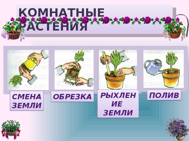 КОМНАТНЫЕ РАСТЕНИЯ РЫХЛЕНИЕ ПОЛИВ ЗЕМЛИ ОБРЕЗКА СМЕНА ЗЕМЛИ 