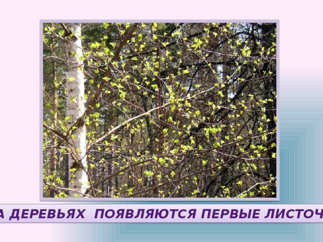 НА ДЕРЕВЬЯХ ПОЯВЛЯЮТСЯ ПЕРВЫЕ ЛИСТОЧКИ 