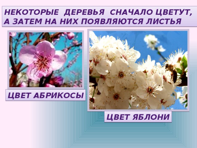 НЕКОТОРЫЕ ДЕРЕВЬЯ СНАЧАЛО ЦВЕТУТ, А ЗАТЕМ НА НИХ ПОЯВЛЯЮТСЯ ЛИСТЬЯ ЦВЕТ АБРИКОСЫ ЦВЕТ ЯБЛОНИ 