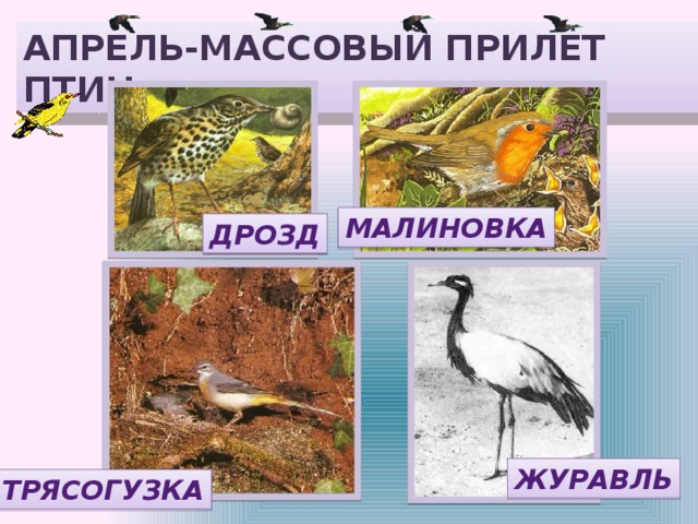 АПРЕЛЬ-МАССОВЫЙ ПРИЛЁТ ПТИЦ МАЛИНОВКА ДРОЗД ЖУРАВЛЬ ТРЯСОГУЗКА 