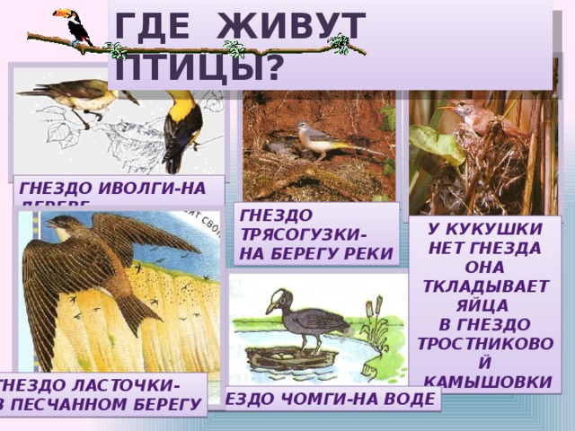 ГДЕ ЖИВУТ ПТИЦЫ? ГНЕЗДО ИВОЛГИ-НА ДЕРЕВЕ ГНЕЗДО ТРЯСОГУЗКИ- НА БЕРЕГУ РЕКИ У КУКУШКИ НЕТ ГНЕЗДА ОНА ТКЛАДЫВАЕТ ЯЙЦА В ГНЕЗДО ТРОСТНИКОВОЙ  КАМЫШОВКИ ГНЕЗДО ЛАСТОЧКИ- В ПЕСЧАННОМ БЕРЕГУ ГНЕЗДО ЧОМГИ-НА ВОДЕ 