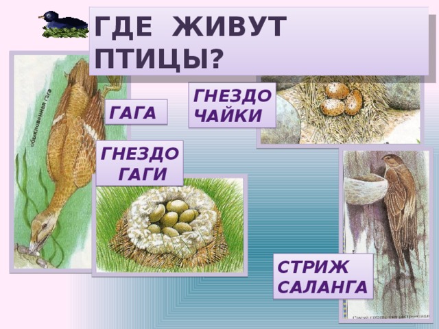 ГДЕ ЖИВУТ ПТИЦЫ? ГНЕЗДО ЧАЙКИ ГАГА ГНЕЗДО  ГАГИ СТРИЖ САЛАНГА 