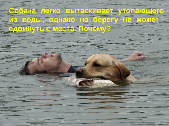 Собака легко вытаскивает утопающего из воды, однако на берегу не может сдвинуть с места. Почему? 