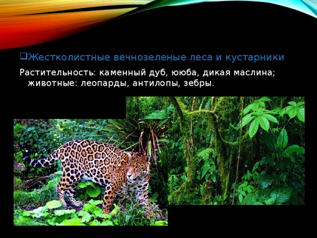 Жестколистные вечнозеленые леса и кустарники Растительность: каменный дуб, ююба, дикая маслина; животные: леопарды, антилопы, зебры. 