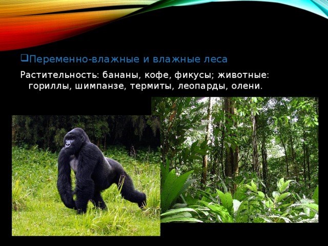 Переменно-влажные и влажные леса Растительность: бананы, кофе, фикусы; животные: гориллы, шимпанзе, термиты, леопарды, олени. 