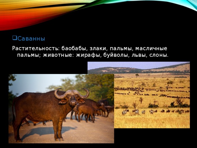 Саванны Растительность: баобабы, злаки, пальмы, масличные пальмы; животные: жирафы, буйволы, львы, слоны. 