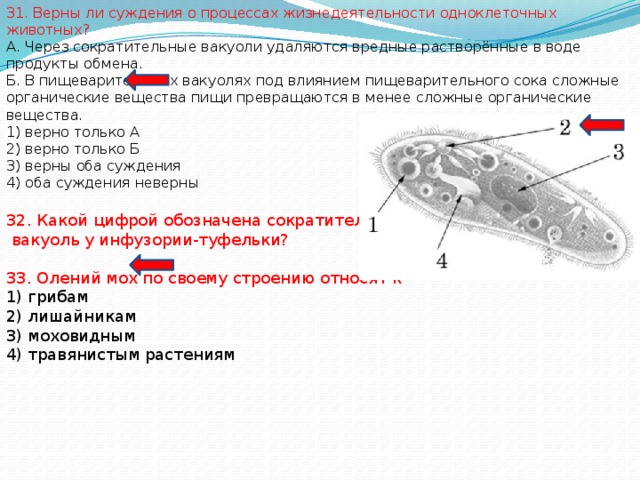 31. Верны ли суждения о процессах жизнедеятельности одноклеточных животных? А. Через сократительные вакуоли удаляются вредные растворённые в воде продукты обмена. Б. В пищеварительных вакуолях под влиянием пищеварительного сока сложные органические вещества пищи превращаются в менее сложные органические вещества. 1) верно только А 2) верно только Б 3) верны оба суждения 4) оба суждения неверны 32. Какой цифрой обозначена сократительная  вакуоль у инфузории-туфельки? 33. Олений мох по своему строению относят к 1) грибам 2) лишайникам 3) моховидным 4) травянистым растениям 