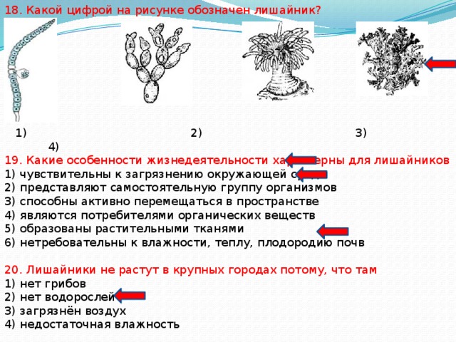 18. Какой цифрой на рисунке обозначен лишайник?  1) 2) 3) 4) 19. Какие особенности жизнедеятельности характерны для лишайников 1) чувствительны к загрязнению окружающей среды 2) представляют самостоятельную группу организмов 3) способны активно перемещаться в пространстве 4) являются потребителями органических веществ 5) образованы растительными тканями 6) нетребовательны к влажности, теплу, плодородию почв 20. Лишайники не растут в крупных городах потому, что там 1) нет грибов 2) нет водорослей 3) загрязнён воздух 4) недостаточная влажность 