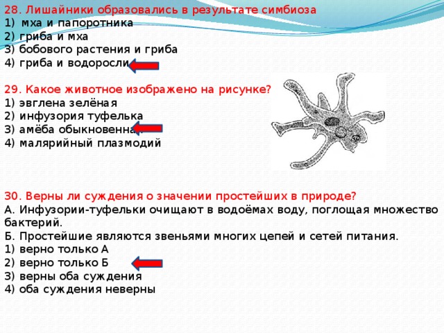28. Лишайники образовались в результате симбиоза мха и папоротника 2) гриба и мха 3) бобового растения и гриба 4) гриба и водоросли 29. Какое животное изображено на рисунке? 1) эвглена зелёная 2) инфузория туфелька 3) амёба обыкновенная 4) малярийный плазмодий 30. Верны ли суждения о значении простейших в природе? А. Инфузории-туфельки очищают в водоёмах воду, поглощая множество бактерий. Б. Простейшие являются звеньями многих цепей и сетей питания. 1) верно только А 2) верно только Б 3) верны оба суждения 4) оба суждения неверны 