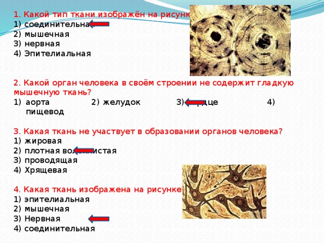 1. Какой тип ткани изображён на рисунке? 1) соединительная 2) мышечная 3) нервная 4) Эпителиальная 2. Какой орган человека в своём строении не содержит гладкую мышечную ткань? аорта 2) желудок 3) сердце 4) пищевод 3. Какая ткань не участвует в образовании органов человека? 1) жировая 2) плотная волокнистая 3) проводящая 4) Хрящевая 4. Какая ткань изображена на рисунке? 1) эпителиальная 2) мышечная 3) Нервная 4) соединительная 
