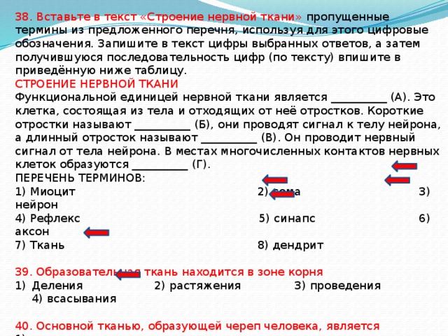 38. Вставьте в текст «Строение нервной ткани» пропущенные термины из предложенного перечня, используя для этого цифровые обозначения. Запишите в текст цифры выбранных ответов, а затем получившуюся последовательность цифр (по тексту) впишите в приведённую ниже таблицу. СТРОЕНИЕ НЕРВНОЙ ТКАНИ Функциональной единицей нервной ткани является __________ (А). Это клетка, состоящая из тела и отходящих от неё отростков. Короткие отростки называют __________ (Б), они проводят сигнал к телу нейрона, а длинный отросток называют __________ (В). Он проводит нервный сигнал от тела нейрона. В местах многочисленных контактов нервных клеток образуются __________ (Г). ПЕРЕЧЕНЬ ТЕРМИНОВ: 1) Миоцит 2) сома 3) нейрон 4) Рефлекс 5) синапс 6) аксон 7) Ткань 8) дендрит 39. Образовательная ткань находится в зоне корня Деления 2) растяжения 3) проведения 4) всасывания 40. Основной тканью, образующей череп человека, является 1) соединительная 2) мышечная 3) нервная 4) эпителиальная 