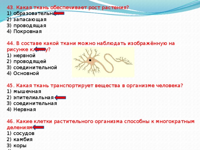 43. Какая ткань обеспечивает рост растения? 1) образовательная 2) запасающая 3) проводящая 4) Покровная 44. В составе какой ткани можно наблюдать изображённую на рисунке клетку? 1) нервной 2) проводящей 3) соединительной 4) Основной 45. Какая ткань транспортирует вещества в организме человека? 1) мышечная 2) эпителиальная 3) соединительная 4) Нервная 46. Какие клетки растительного организма способны к многократным делениям? 1) сосудов 2) камбия 3) коры 4) кожицы 