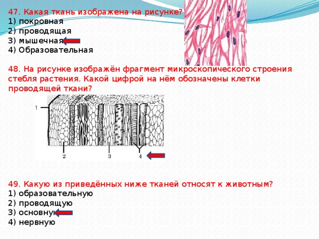 47. Какая ткань изображена на рисунке? 1) покровная 2) проводящая 3) мышечная 4) Образовательная 48. На рисунке изображён фрагмент микроскопического строения стебля растения. Какой цифрой на нём обозначены клетки проводящей ткани? 49. Какую из приведённых ниже тканей относят к животным? 1) образовательную 2) проводящую 3) основную 4) нервную 