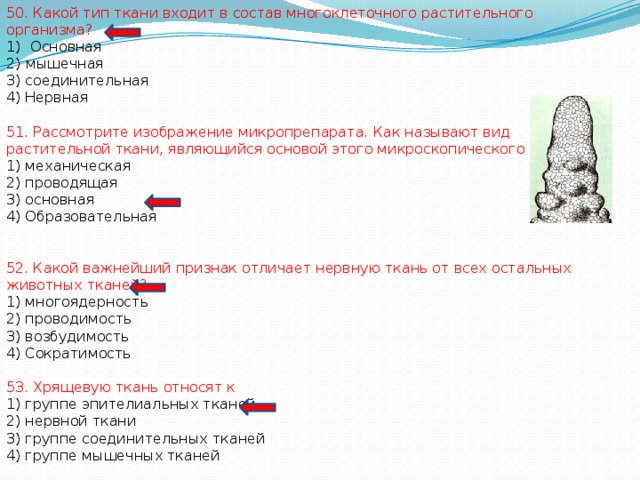 50. Какой тип ткани входит в состав многоклеточного растительного организма? Основная 2) мышечная 3) соединительная 4) Нервная 51. Рассмотрите изображение микропрепарата. Как называют вид растительной ткани, являющийся основой этого микроскопического объекта? 1) механическая 2) проводящая 3) основная 4) Образовательная 52. Какой важнейший признак отличает нервную ткань от всех остальных животных тканей? 1) многоядерность 2) проводимость 3) возбудимость 4) Сократимость 53. Хрящевую ткань относят к 1) группе эпителиальных тканей 2) нервной ткани 3) группе соединительных тканей 4) группе мышечных тканей 