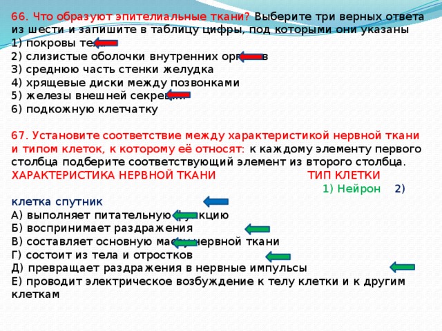 66. Что образуют эпителиальные ткани? Выберите три верных ответа из шести и запишите в таблицу цифры, под которыми они указаны 1) покровы тела 2) слизистые оболочки внутренних органов 3) среднюю часть стенки желудка 4) хрящевые диски между позвонками 5) железы внешней секреции 6) подкожную клетчатку 67. Установите соответствие между характеристикой нервной ткани и типом клеток, к которому её относят: к каждому элементу первого столбца подберите соответствующий элемент из второго столбца. ХАРАКТЕРИСТИКА НЕРВНОЙ ТКАНИ ТИП КЛЕТКИ   1) Нейрон 2) клетка спутник А) выполняет питательную функцию Б) воспринимает раздражения В) составляет основную массу нервной ткани Г) состоит из тела и отростков Д) превращает раздражения в нервные импульсы Е) проводит электрическое возбуждение к телу клетки и к другим клеткам 