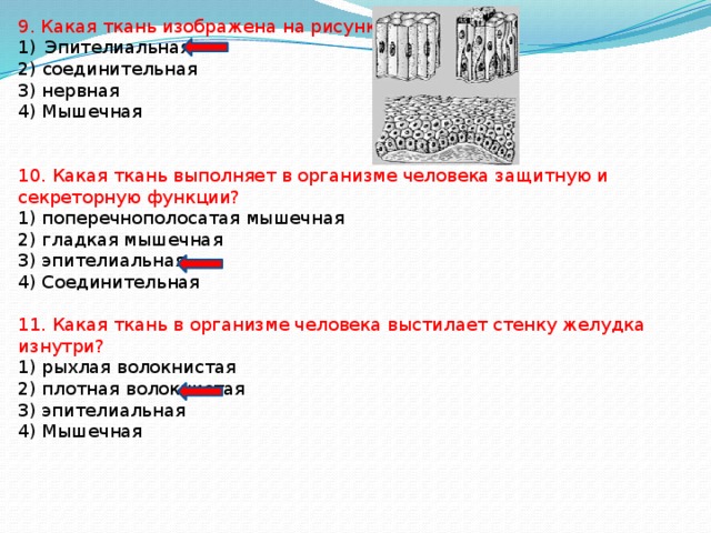 9. Какая ткань изображена на рисунке? Эпителиальная 2) соединительная 3) нервная 4) Мышечная 10. Какая ткань выполняет в организме человека защитную и секреторную функции? 1) поперечнополосатая мышечная 2) гладкая мышечная 3) эпителиальная 4) Соединительная 11. Какая ткань в организме человека выстилает стенку желудка изнутри? 1) рыхлая волокнистая 2) плотная волокнистая 3) эпителиальная 4) Мышечная 