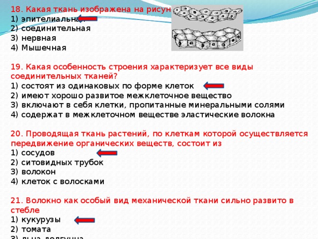 18. Какая ткань изображена на рисунке? 1) эпителиальная 2) соединительная 3) нервная 4) Мышечная 19. Какая особенность строения характеризует все виды соединительных тканей? 1) состоят из одинаковых по форме клеток 2) имеют хорошо развитое межклеточное вещество 3) включают в себя клетки, пропитанные минеральными солями 4) содержат в межклеточном веществе эластические волокна 20. Проводящая ткань растений, по клеткам которой осуществляется передвижение органических веществ, состоит из 1) сосудов 2) ситовидных трубок 3) волокон 4) клеток с волосками 21. Волокно как особый вид механической ткани сильно развито в стебле 1) кукурузы 2) томата 3) льна-долгунца 4) тюльпана 