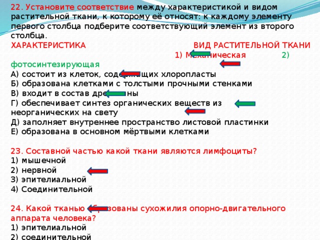 22. Установите соответствие между характеристикой и видом растительной ткани, к которому её относят: к каждому элементу первого столбца подберите соответствующий элемент из второго столбца. ХАРАКТЕРИСТИКА ВИД РАСТИТЕЛЬНОЙ ТКАНИ  1) Механическая 2) фотосинтезирующая А) состоит из клеток, содержащих хлоропласты Б) образована клетками с толстыми прочными стенками В) входит в состав древесины Г) обеспечивает синтез органических веществ из неорганических на свету Д) заполняет внутреннее пространство листовой пластинки Е) образована в основном мёртвыми клетками 23. Составной частью какой ткани являются лимфоциты? 1) мышечной 2) нервной 3) эпителиальной 4) Соединительной 24. Какой тканью образованы сухожилия опорно-двигательного аппарата человека? 1) эпителиальной 2) соединительной 3) гладкой мышечной 4) поперечнополосатой мышечной 