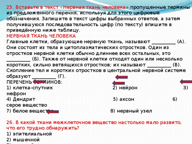 25. Вставьте в текст «Нервная ткань человека » пропущенные термины из предложенного перечня, используя для этого цифровые обозначения. Запишите в текст цифры выбранных ответов, а затем получившуюся последовательность цифр (по тексту) впишите в приведённую ниже таблицу. НЕРВНАЯ ТКАНЬ ЧЕЛОВЕКА Главные клетки, образующие нервную ткань, называют __________ (А). Они состоят из тела и цитоплазматических отростков. Один из отростков нервной клетки обычно длиннее всех остальных, это __________ (Б). Также от нервной клетки отходят один или несколько коротких, сильно ветвящихся отростков; их называют __________ (В). Скопление тел и коротких отростков в центральной нервной системе образуют __________ (Г). ПЕРЕЧЕНЬ ТЕРМИНОВ: 1) клетка-спутник 2) нейрон 3) нефрон 4) Дендрит 5) аксон 6) серое вещество 7) белое вещество 8) нервный узел 26. В какой ткани межклеточное вещество настолько мало развито, что его трудно обнаружить? 1) эпителиальной 2) мышечной 3) нервной 4) соединительной 