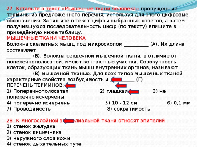 27. Вставьте в текст «Мышечные ткани человека» пропущенные термины из предложенного перечня, используя для этого цифровые обозначения. Запишите в текст цифры выбранных ответов, а затем получившуюся последовательность цифр (по тексту) впишите в приведённую ниже таблицу. МЫШЕЧНЫЕ ТКАНИ ЧЕЛОВЕКА Волокна скелетных мышц под микроскопом __________ (А). Их длина составляет __________ (Б). Волокна сердечной мышечной ткани, в отличие от поперечнополосатой, имеют контактные участки. Совокупность клеток, образующих ткань мышц внутренних органов, называют __________ (В) мышечной тканью. Для всех типов мышечных тканей характерные свойства возбудимость и __________ (Г). ПЕРЕЧЕНЬ ТЕРМИНОВ: 1) Поперечнополосатая 2) гладкая 3) не поперечно исчерчены 4) поперечно исчерчены 5) 10 - 12 см 6) 0,1 мм 7) Проводимость 8) сократимость 28. К многослойной эпителиальной ткани относят эпителий 1) стенок желудка 2) стенок кишечника 3) наружного слоя кожи 4) стенок дыхательных путе 