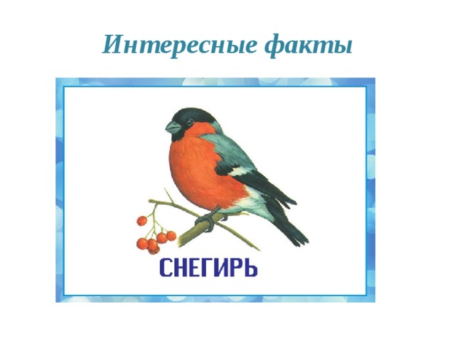 Интересные факты 
