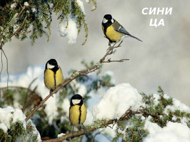 СИНИЦА 