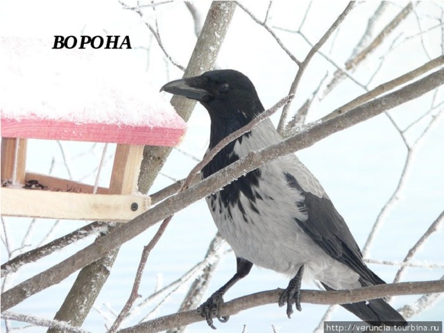 ВОРОНА 