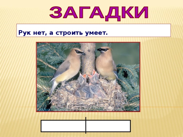 Рук нет, а строить умеет.