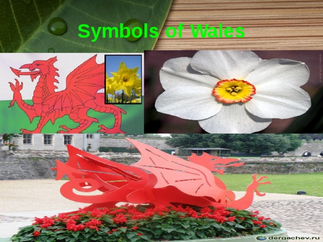 Symbols of Wales 