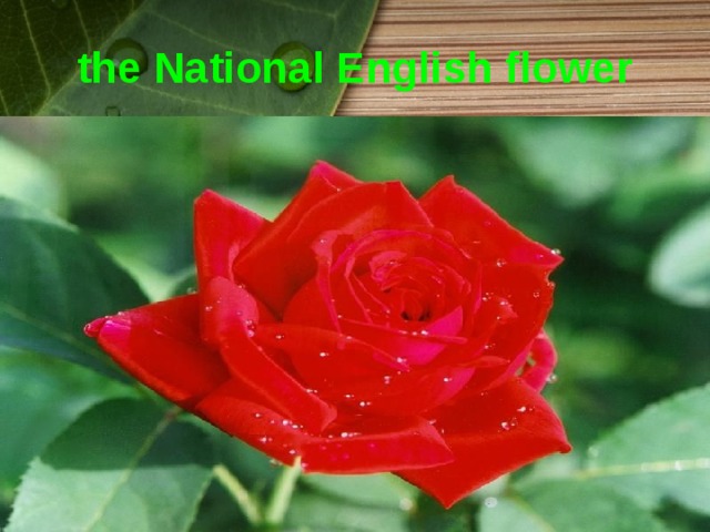 the National English flower 