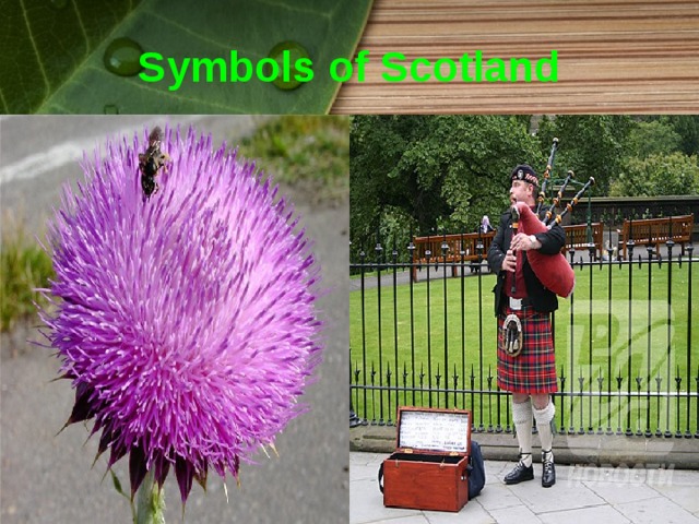 Symbols of Scotland 