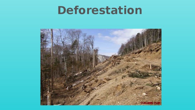 Deforestation 