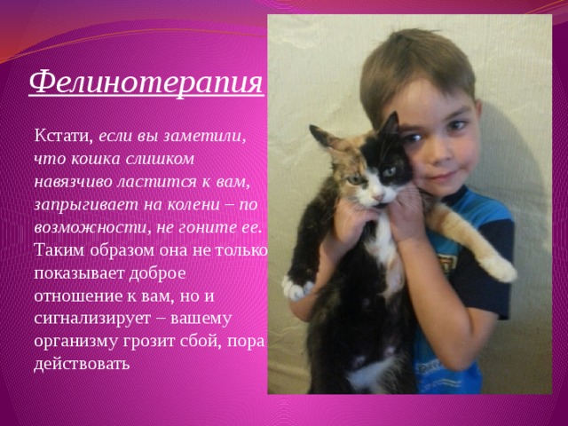 Фелинотерапия   Кстати, если вы заметили, что кошка слишком навязчиво ластится к вам, запрыгивает на колени – по возможности, не гоните ее. Таким образом она не только показывает доброе отношение к вам, но и сигнализирует – вашему организму грозит сбой, пора действовать 