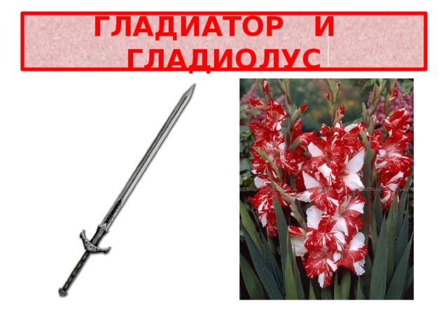 ГЛАДИАТОР И ГЛАДИОЛУС 