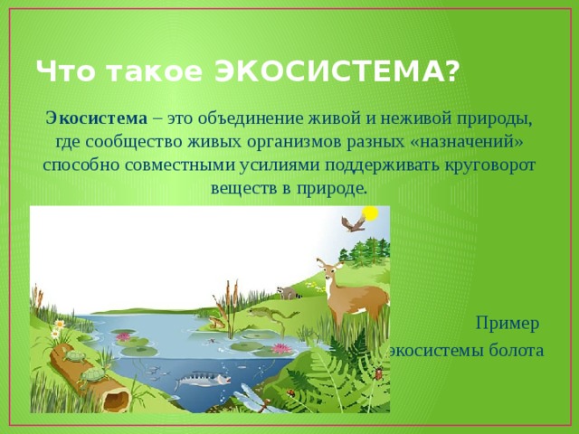 Что такое ЭКОСИСТЕМА? Экосистема – это объединение живой и неживой природы, где сообщество живых организмов разных «назначений» способно совместными усилиями поддерживать круговорот веществ в природе. Пример экосистемы болота 