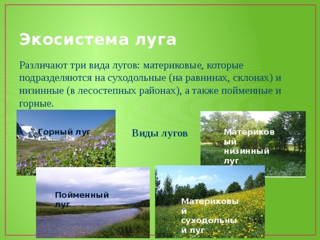 Экосистема луга Различают три вида лугов: материковые, которые подразделяются на суходольные (на равнинах, склонах) и низинные (в лесостепных районах), а также пойменные и горные.  Виды лугов  Горный луг Материковый низинный луг Пойменный луг Материковый суходольный луг 
