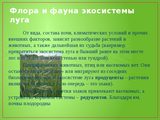 Флора и фауна экосистемы луга  От вида, состава почв, климатических условий и прочих внешних факторов, зависит разнообразие растений и животных, а также дальнейшая их судьба (например, превратиться экосистема луга в бывший ранее на этом месте лес или будет заменена степью или тундрой).  Специфических животных, птиц или насекомых нет. Они остаются «в наследство» или мигрируют из соседних биологических зон. В экосистеме луга продуценты – растения являются базисом ( в I-ую очередь – это злаки).  Разнообразные цветки злаков привлекают насекомых, а устройство корневой системы – редуцентов . Благодаря им, почвы плодородны 