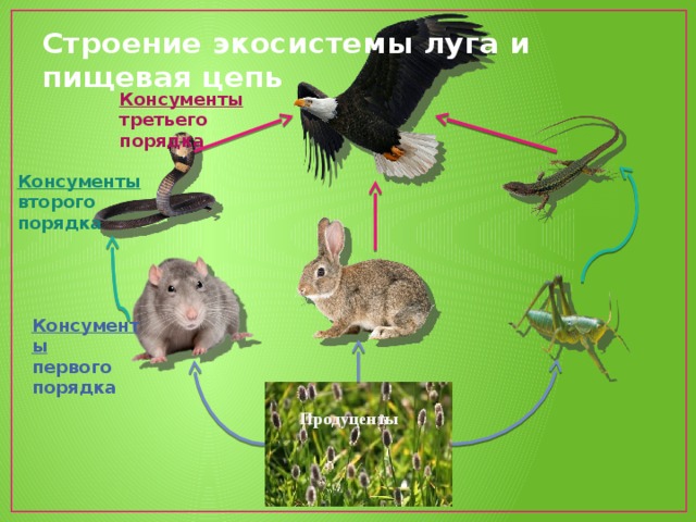 Строение экосистемы луга и пищевая цепь Консументы третьего порядка Консументы второго порядка Консументы первого порядка Продуценты  